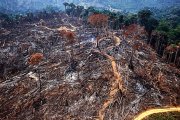 99% do desmatamento feito no Brasil é ilegal, mostra relatório da Mapbiomas