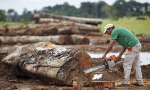 STF debate constitucionalidade do Código Florestal ao gosto do latifúndio