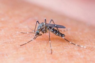 Epidemia de chikungunya: prefeitura fluminense decreta estado de emergência