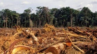 Desmatamento na Amazônia alcança nível histórico no governo Bolsonaro