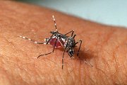 Faperj cancela pesquisa sobre Aedes aegypti e exige devolução de R$ 570 mil