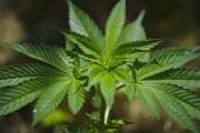 Presidente da Anvisa sofre represálias do Governo por defesa de plantio de Cannabis 