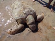 Lama da Samarco/Vale atinge reserva de tartarugas-gigantes no ES