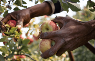 Trabalhadores indígenas denunciam trabalho escravo nas colheitas de maçã em Vacaria