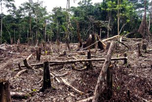 No Brasil de Bolsonaro destruição de unidades de conservação cresce 312% no último período