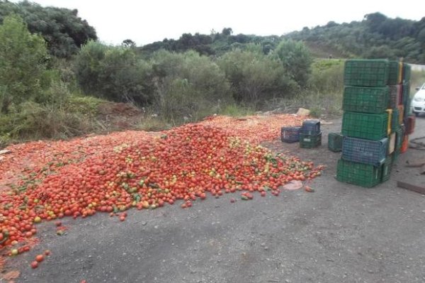 Agricultores descartam toneladas de tomate para elevar preço nos mercados