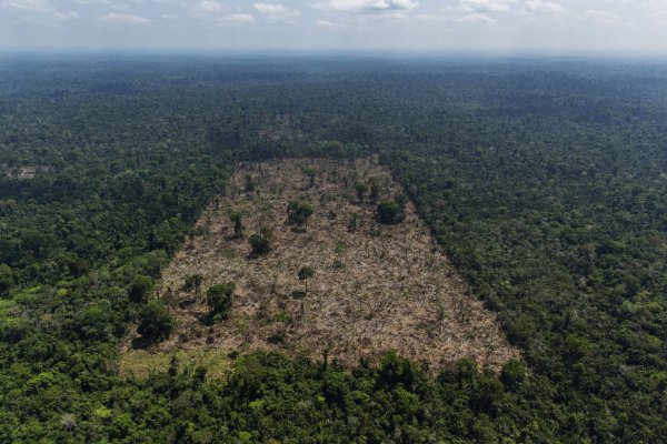 Bolsonaro aproveita pandemia para seguir desmatando: dessa vez, avançou em terras indígenas no PA